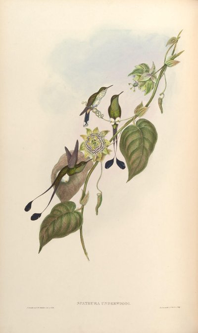 Spathura underwoodi = Ocreatus underwoodii melanantherus by John Gould